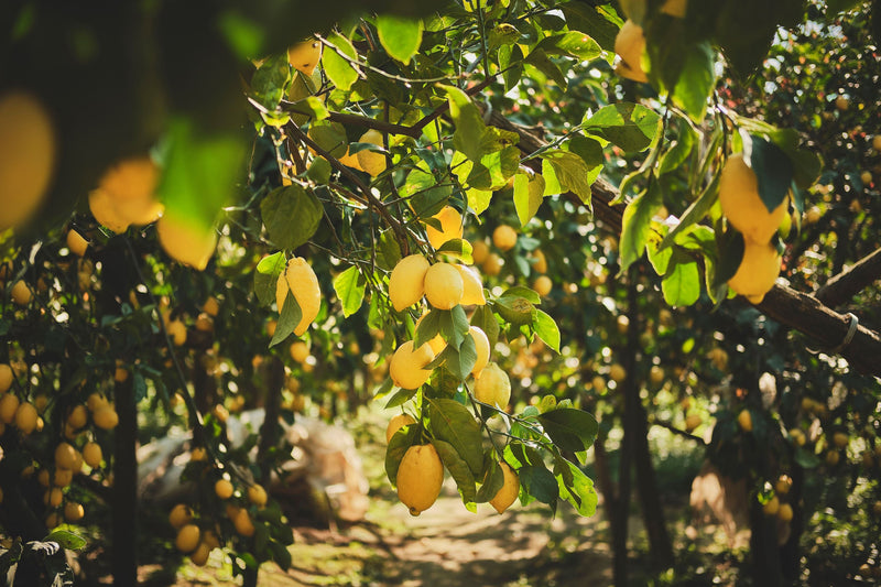 Sorrento Lemon Italian skincare